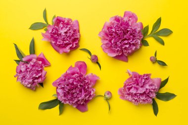 Renkli arka planda güzel şakayık çiçekleri, üst manzara.