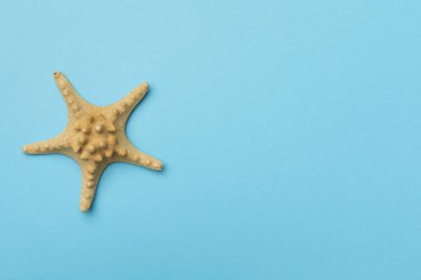 Renk arkaplan üzerinde denizyıldızı, üst görünüm.