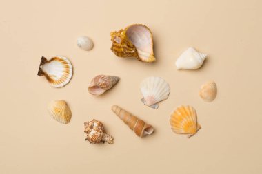 Renkli arka planda deniz kabukları, üst manzara. Yaz konsepti.