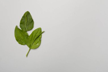 Plantain leaves on color background, top view.