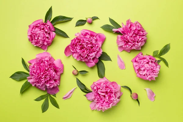 Beautiful Peony Flowers Color Background Top View — Stock Photo, Image