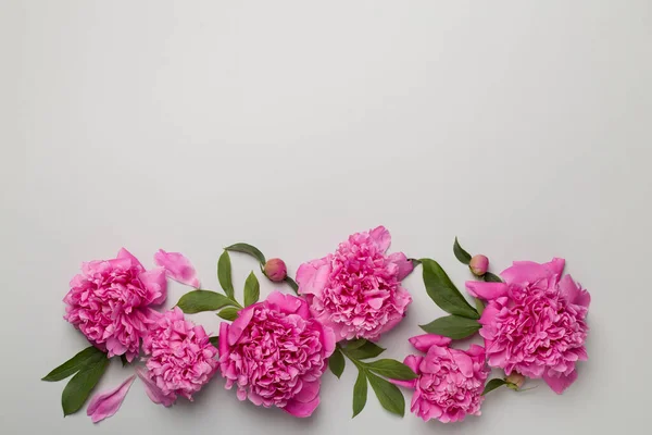 Schöne Pfingstrosen Blumen Auf Farbigem Hintergrund Ansicht Von Oben — Stockfoto
