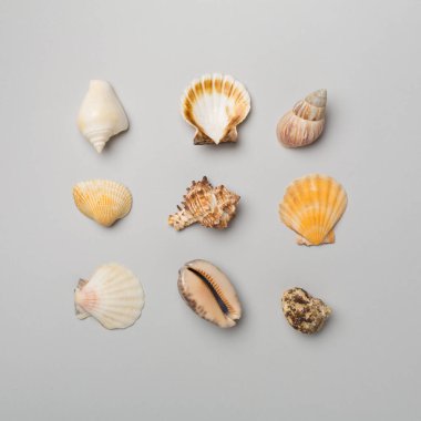 Renkli arka planda deniz kabukları, üst manzara. Yaz konsepti.