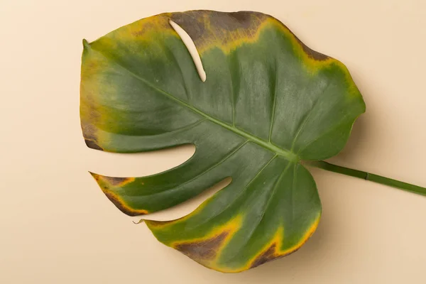 Sick monstera leaf on color background, top view. Plant disease.