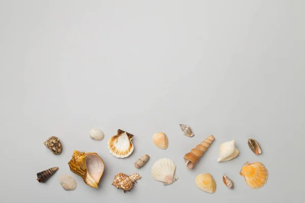Sea Shells Color Background Top View Summer Concept — Stock Photo, Image