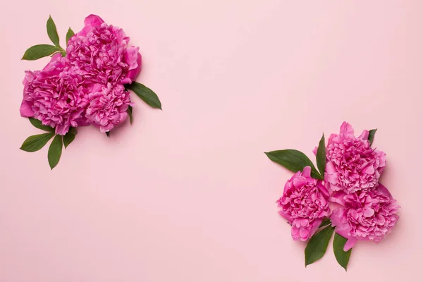 Mooie Pioenroos Bloemen Kleur Achtergrond Bovenaanzicht — Stockfoto
