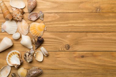 Ahşap arka planda deniz kabukları, üst manzara. Yaz konsepti.