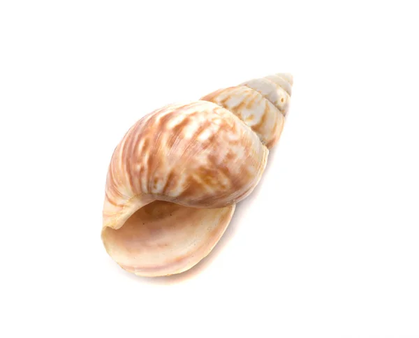 Seashell Aislado Blanco Vista Superior —  Fotos de Stock