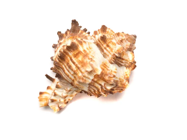 Seashell Απομονώνονται Λευκό Πάνω Όψη — Φωτογραφία Αρχείου