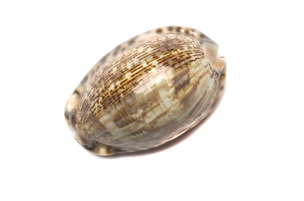 Sea Shell Izolowane Białym Tle Widok Góry — Zdjęcie stockowe