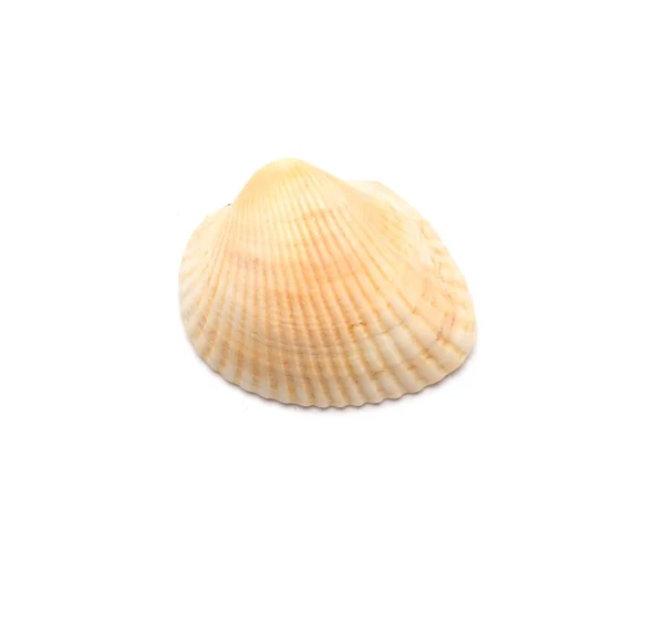 Seashell Elszigetelt Fehér Felső Nézet — Stock Fotó