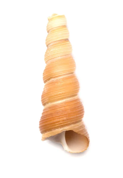 Seashell Aislado Blanco Vista Superior — Foto de Stock