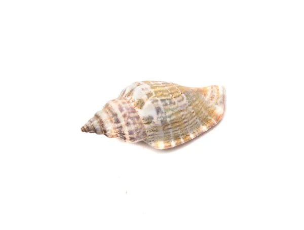 Seashell Aislado Blanco Vista Superior —  Fotos de Stock