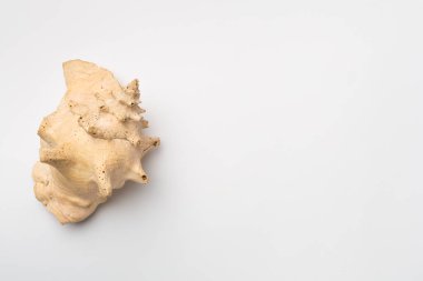 Beyaz arkaplanda deniz kabuğu, üst görünüm.