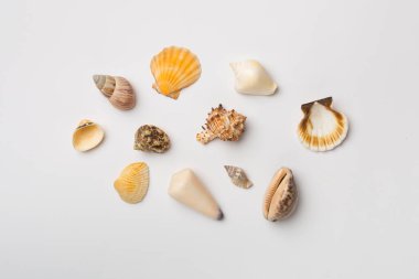 Beyaz arka planda deniz kabukları, üst manzara. Yaz konsepti.