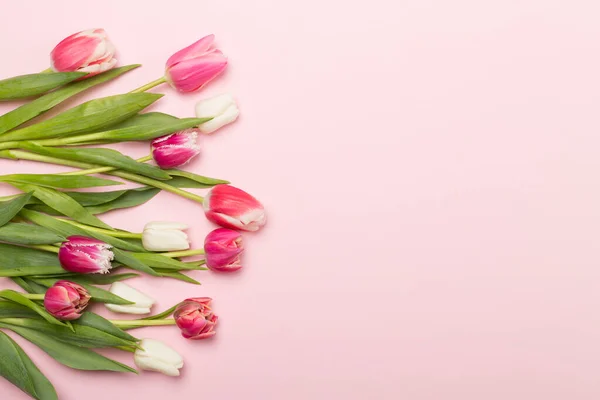 Яскраві Тюльпани Кольоровому Фоні Вид Зверху — стокове фото