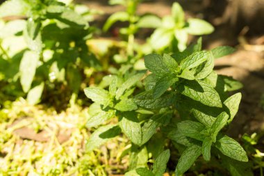 Melissa bahçede, yakın plan..