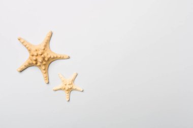 Renk arkaplanındaki yıldız balıkları, üst görünüm