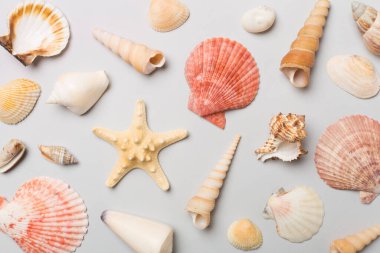 Renk arkaplanı üzerinde deniz kabukları, üst görünüm