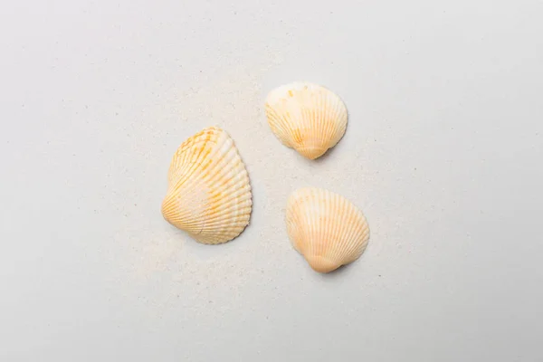 色背景の貝殻 トップビュー — ストック写真