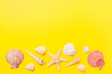 Renk arkaplanı üzerinde deniz kabukları, üst görünüm