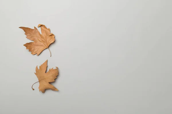 Flat Lay Composition Autumn Leaves Color Background Top View — 图库照片