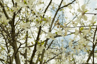 Parkta çiçek açan güzel manolya ağacı