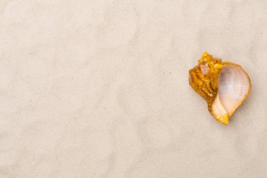 Kumda deniz kabukları, üst manzara.