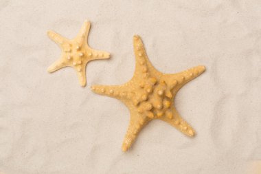 Kumda deniz kabukları, üst manzara.