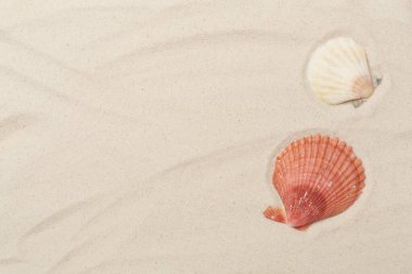 Kumda deniz kabukları, üst manzara.