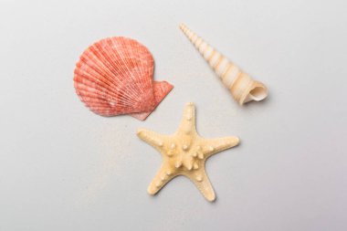 Renk arkaplanı üzerinde deniz kabukları, üst görünüm