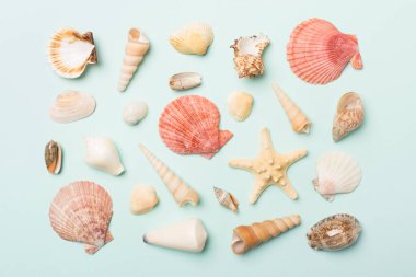 Renk arkaplanı üzerinde deniz kabukları, üst görünüm