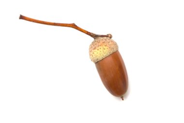 Beyaz arkaplanda izole edilmiş meşe palamudu, üst görünüm.