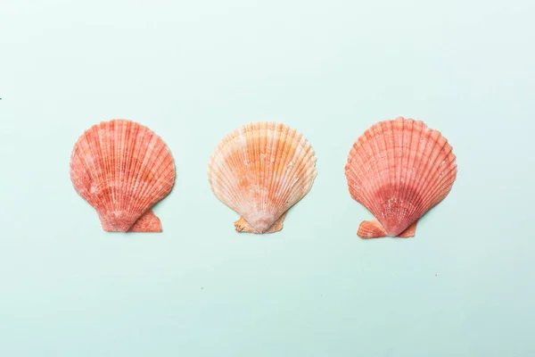 Conchas Mar Sobre Fondo Color Vista Superior — Foto de Stock