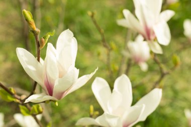 Parkta çiçek açan güzel manolya ağacı