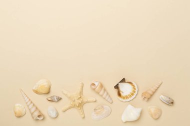 Renk arkaplanı üzerinde deniz kabukları, üst görünüm