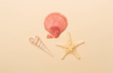 Renk arkaplanı üzerinde deniz kabukları, üst görünüm