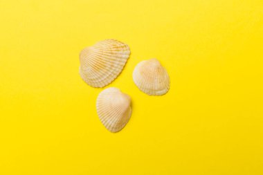 Renk arkaplanı üzerinde deniz kabukları, üst görünüm