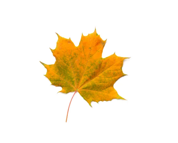 stock image Colorful autumn maple leaf isolated on white, top view.