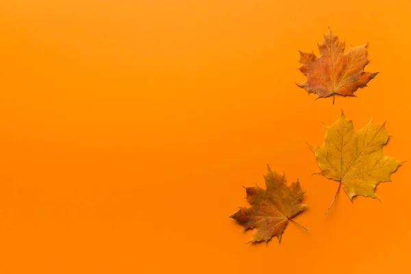 五彩缤纷的秋天枫叶在色彩背景上 尽收眼底 — 图库照片