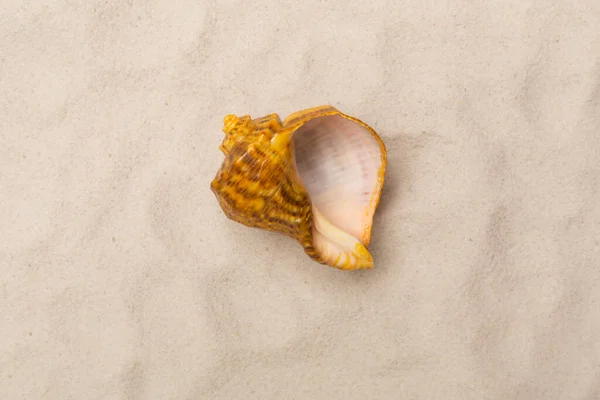 砂の上の貝殻 トップビュー — ストック写真