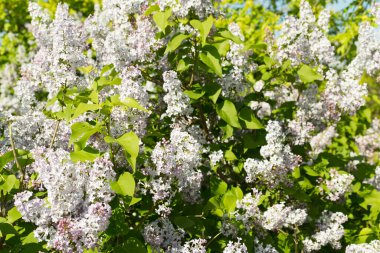 Parktaki güzel leylak çalısı, yakın plan.
