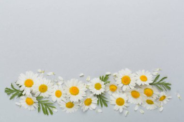 Renkli arka planda papatya çiçekleri ile düz uzanmış, üst görünüm