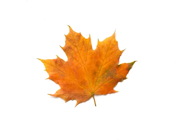 Kolorowy Jesienny Liść Klonu Izolowany Białym Widok Góry — Zdjęcie stockowe
