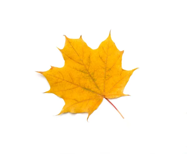 Colorful Autumn Maple Leaf Isolated White Top View — Stock Photo, Image