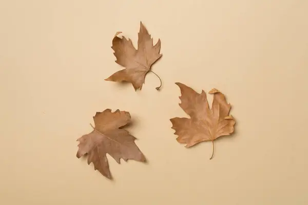Flat Lay Composition Autumn Leaves Color Background Top View — 스톡 사진