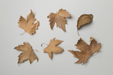 Flat lay composition with autumn leaves on color background, top view.