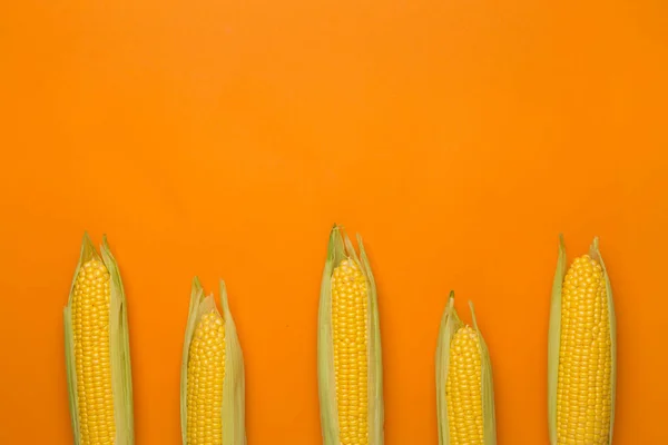 Corn Ears Color Background Top View — Stock Photo, Image