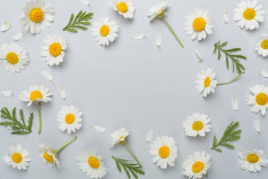 Renkli arka planda papatya çiçekleri ile düz uzanmış, üst görünüm