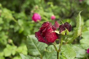 Bahçede açan güller, yakın çekim manzarası.